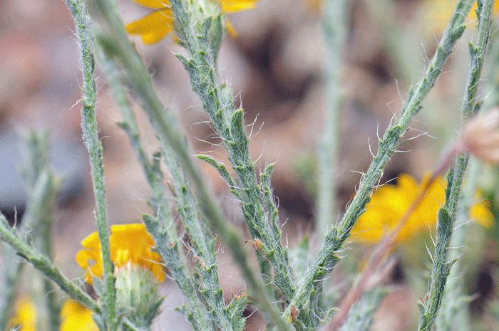 Lacy Tansyaster has green or gray green leaves. The blades are variable in shape. Xanthisma spinulosum